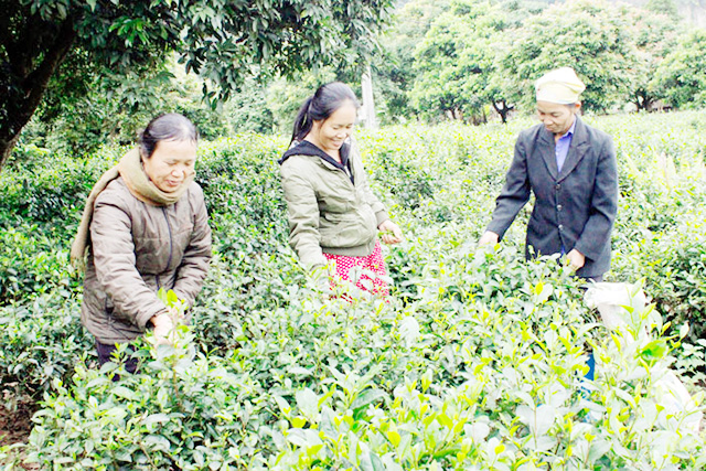 HTX thúc đẩy sản xuất hàng hóa ở Chợ Đồn