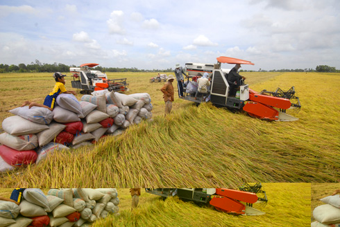 HTX An Nghiệp sản xuất an toàn, nâng cao giá trị cây lúa