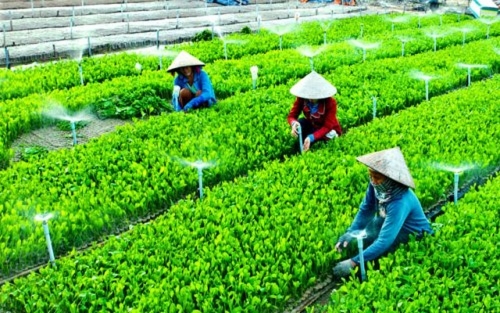 Đề xuất cơ chế chính sách ưu đãi thiết thực cho phát triển HTX