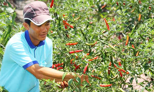 HTX Nghĩa Thuận hốt bạc nhờ mô hình trồng ớt