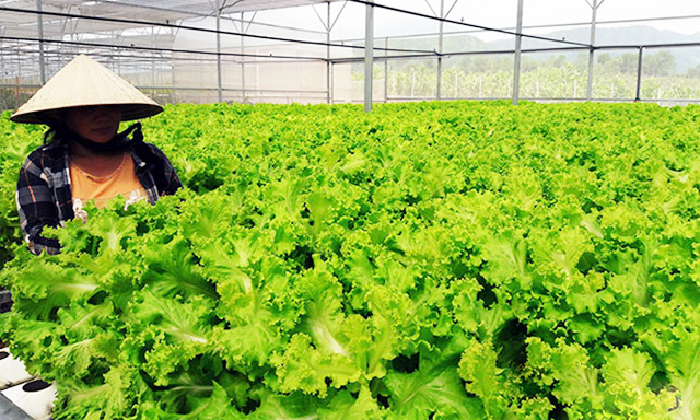 Đà Nẵng: Hiệu quả từ nông nghiệp công nghệ cao