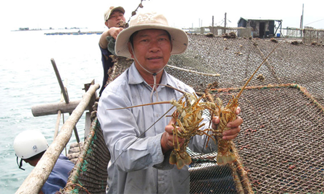 Lo giải cứu cả... tôm hùm