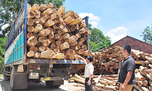 HTX thành công từ trồng rừng gỗ lớn