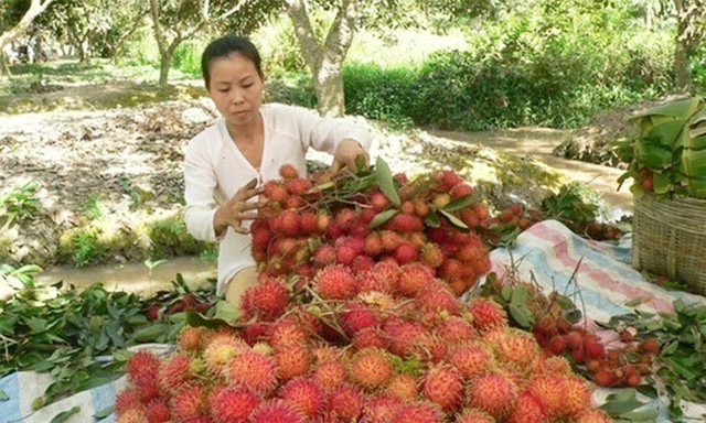 HTX đáp ứng tiêu chí môi trường để xuất khẩu