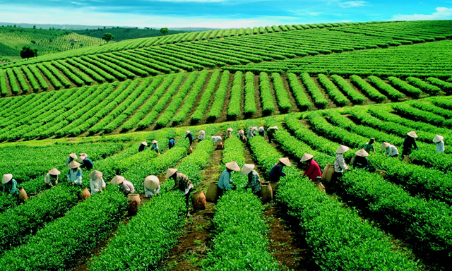 Ngành chè mua đắt, bán rẻ