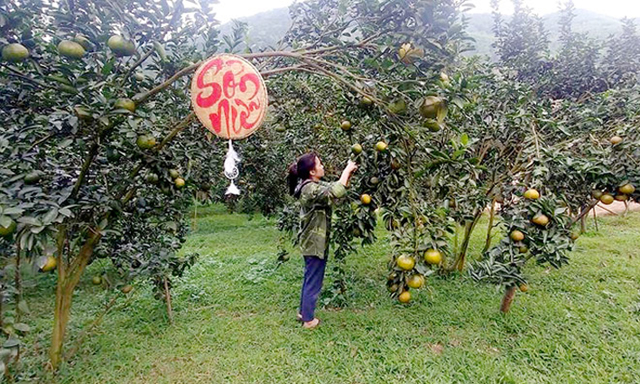 Nữ giám đốc trẻ xây dựng thương hiệu cam sạch