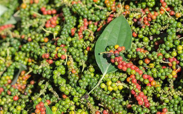 Hồ tiêu giá giảm sâu