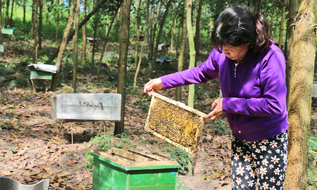 Quảng Ninh bảo tồn sinh thái từ nuôi ong mật