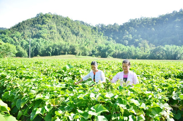 HTX Quyết Chiến: Điểm sáng trong sản xuất rau an toàn