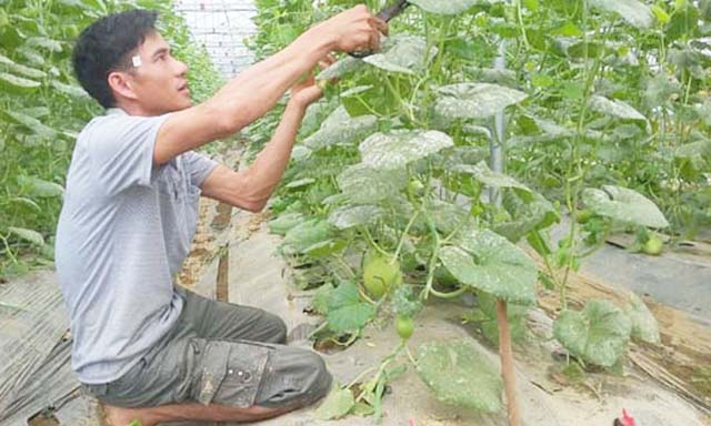 Hà Giang: Thành công với sản phẩm nông sản chất lượng cao