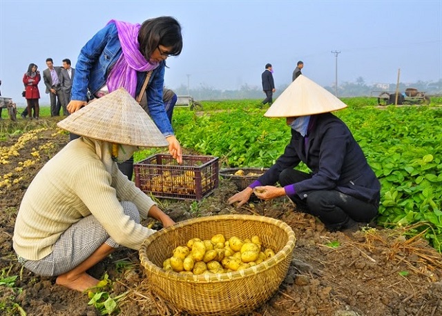 Hiệu quả môi trường từ trồng khoai tây