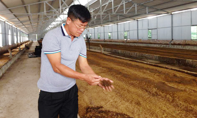 Nuôi giun quế: Hết ô nhiễm, hiệu quả cao