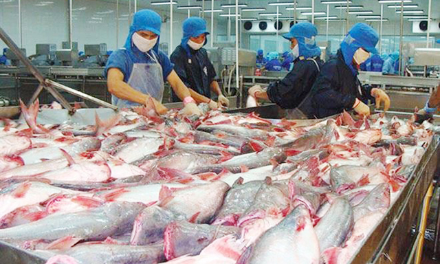 Áp lực của doanh nghiệp Việt khi Trung Quốc nuôi cá tra