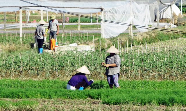 Đưa rau sạch vào thị trường khó tính