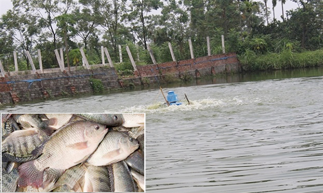 Bảo vệ môi trường từ nuôi cá rô phi VietGAP