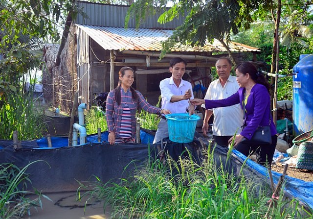 Nuôi lươn gắn với bảo vệ môi trường