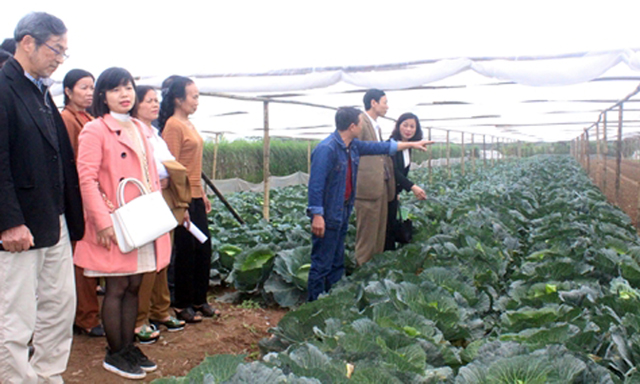 Áp dụng công nghệ hiện đại vào sản xuất rau an toàn