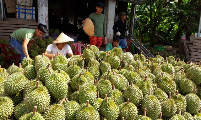 Tạo vòng liên kết, hạn chế được mùa mất giá