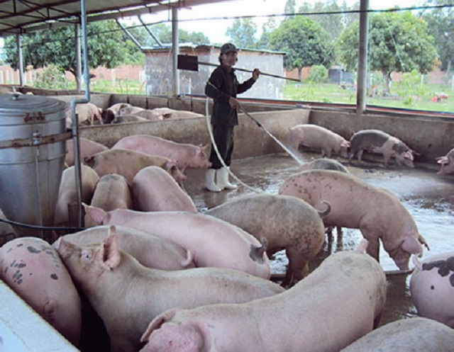 Nuôi lợn sinh học không lo ô nhiễm