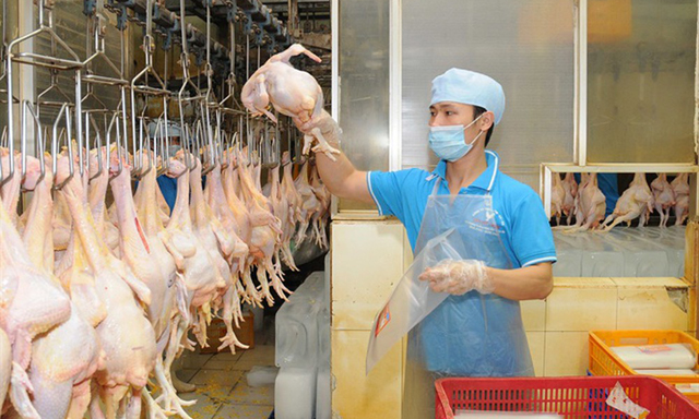 Mở đường xuất ngoại cho sản phẩm chăn nuôi