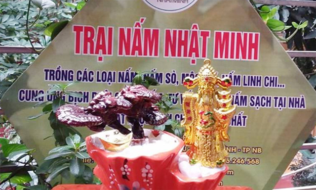 HTX Nấm Nhật Minh trồng nấm sạch - Hướng đi hiệu quả