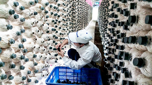 Trồng nấm sạch, gặt thành công