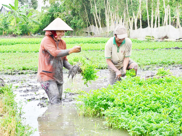 Rau-can-Hoang-Luong-dang-cho-d-3750-6373