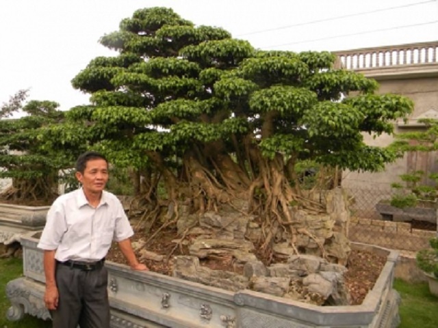 Hiệu quả kinh tế và môi trường từ trồng hoa, cây cảnh