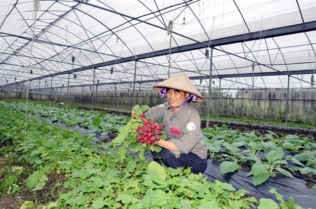 Thu tiền tỷ từ trồng rau sạch