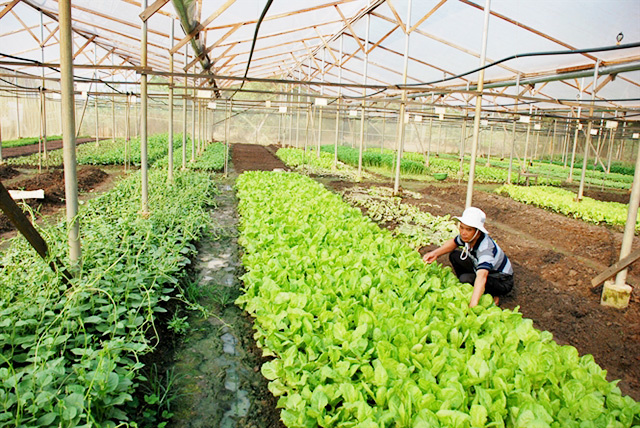 Trồng rau thủy canh  hướng phát triển nông nghiệp sạch tại Thanh Hóa   Kinh nghiệm làm ăn  Báo ảnh Dân tộc và Miền núi