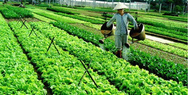 Sản xuất VietGAP: Nền tảng hình thành chuỗi và bảo vệ môi trường