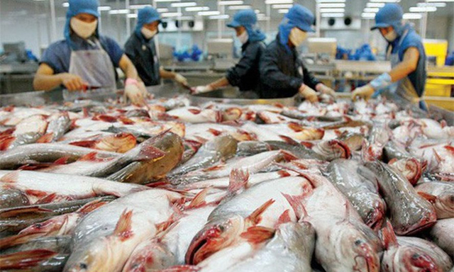 Cá tra về đích sớm, vẫn thấp thỏm lo
