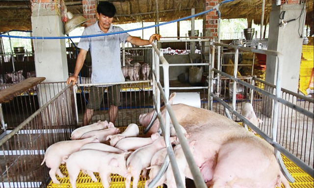 Quy trình sản xuất khép kín từ HTX nông nghiệp sạch Quế Sơn