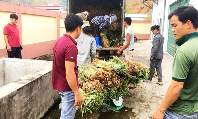 Bảo vệ môi trường từ HTX sản xuất tinh dầu