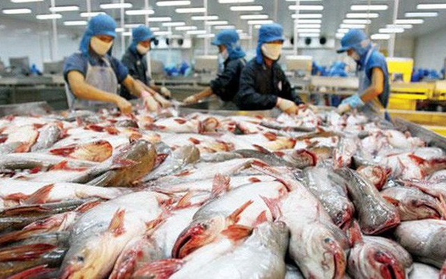 Mỹ nhập cá tra nhiều nhất của Việt Nam