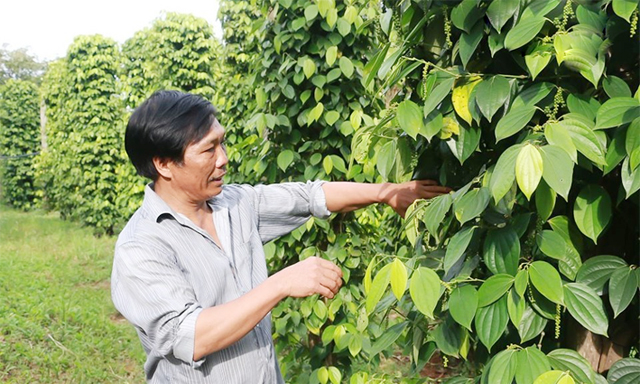 Tiêu hữu cơ - lối đi tất yếu