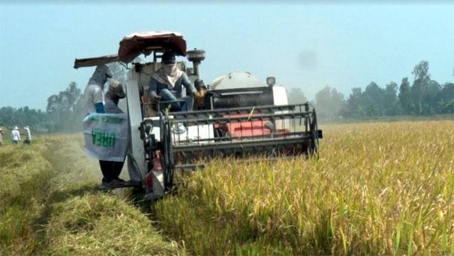 Hợp tác canh tác lúa gạo bền vững