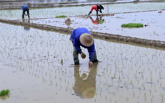 Vụ Đông Xuân, các tỉnh phía Bắc có kế hoạch giảm 5.600ha lúa