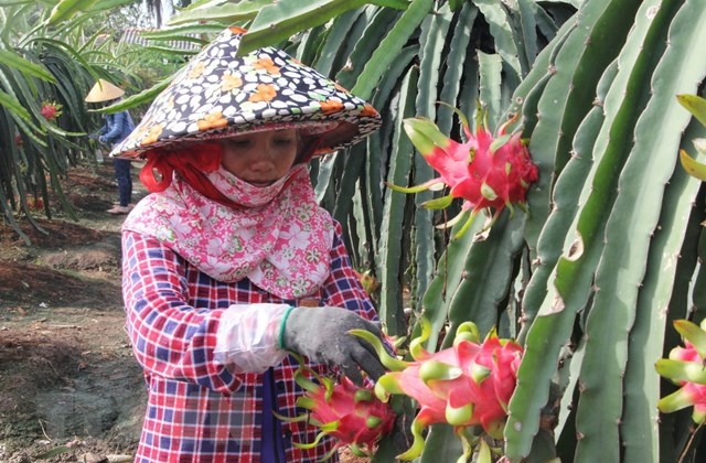 Thanh long GAP, hướng đi bền vững