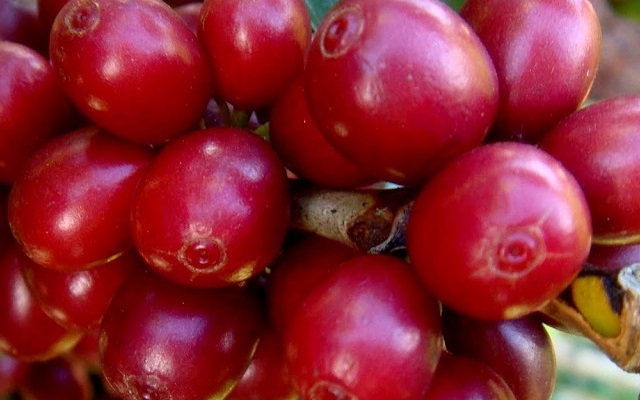 Giá cà phê bất ngờ tăng nửa triệu đồng/tấn