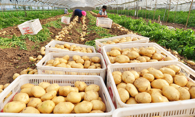 trung-quoc-giai-cuu-khoai-tay-7975-4062-
