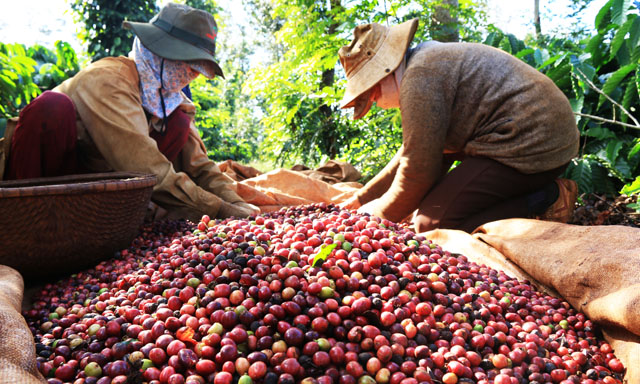 Cây công nghiệp mất giá, vì đâu nên nỗi