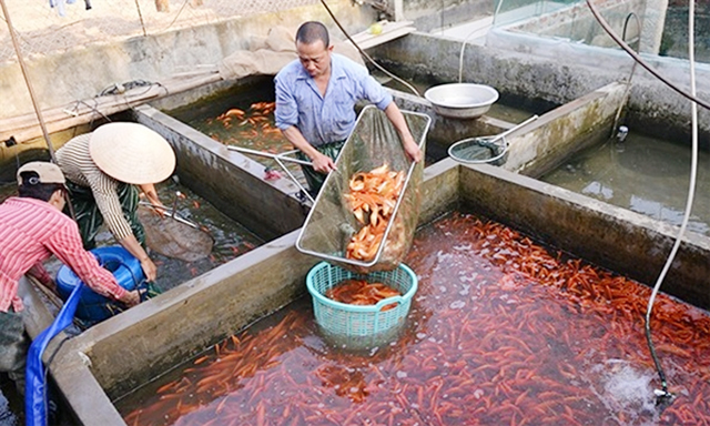 HTX Thủy Trầm phát triển nghề nuôi cá chép tâm linh