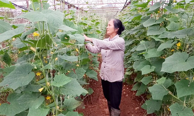 Mang nhãn hiệu “Rau an toàn Mộc Châu” đến người tiêu dùng