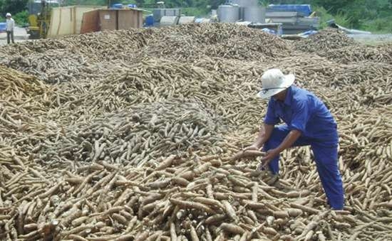 Xuất khẩu sắn khó khăn vì Trung Quốc tăng mua từ Thái Lan
