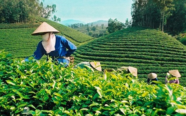 Xuất khẩu chè giảm cả lượng và trị giá