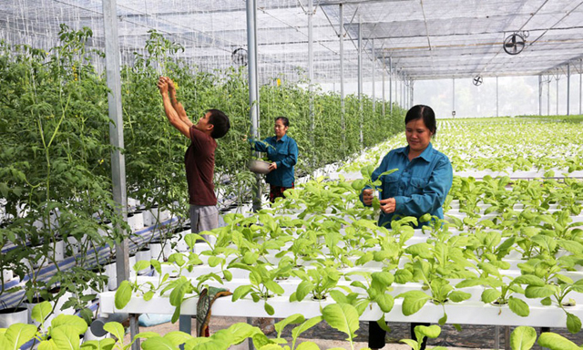 Nhiều rào cản, doanh nghiệp nông nghiệp khó lớn