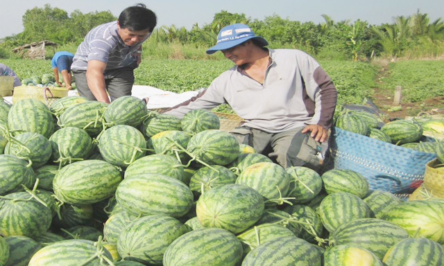 Nông sản có còn phải giải cứu?