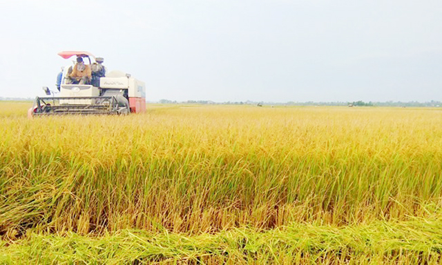 Hồi sinh cánh đồng bằng lúa hữu cơ