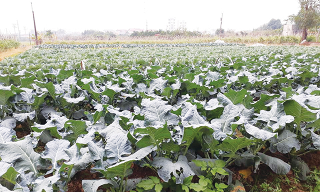 Sắc xuân trên đất Tiên Dương